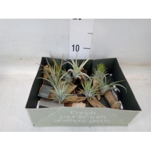 Arr.  Tillandsia L%