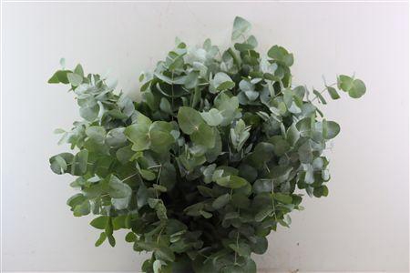 <h4>EUCA CINEREA 300GR P BUNCH</h4>