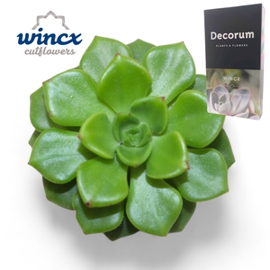 Echeveria Affinus Cutflower Wincx-5cm