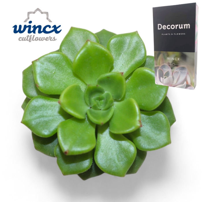 <h4>Echeveria Affinus Cutflower Wincx-5cm</h4>