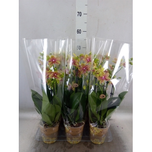 Phalaenopsis multi. 'Ant Grossetto'