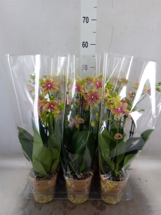 <h4>Phalaenopsis multi. 'Ant Grossetto'</h4>