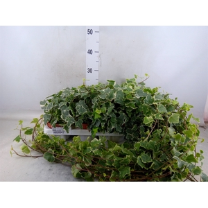 Hedera helix 'Eva'