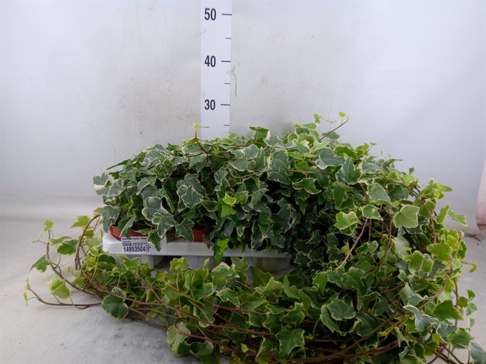 <h4>Hedera helix 'Eva'</h4>