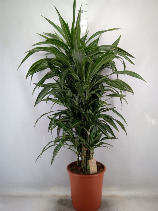 <h4>Dracaena fr de 'Ulises'</h4>