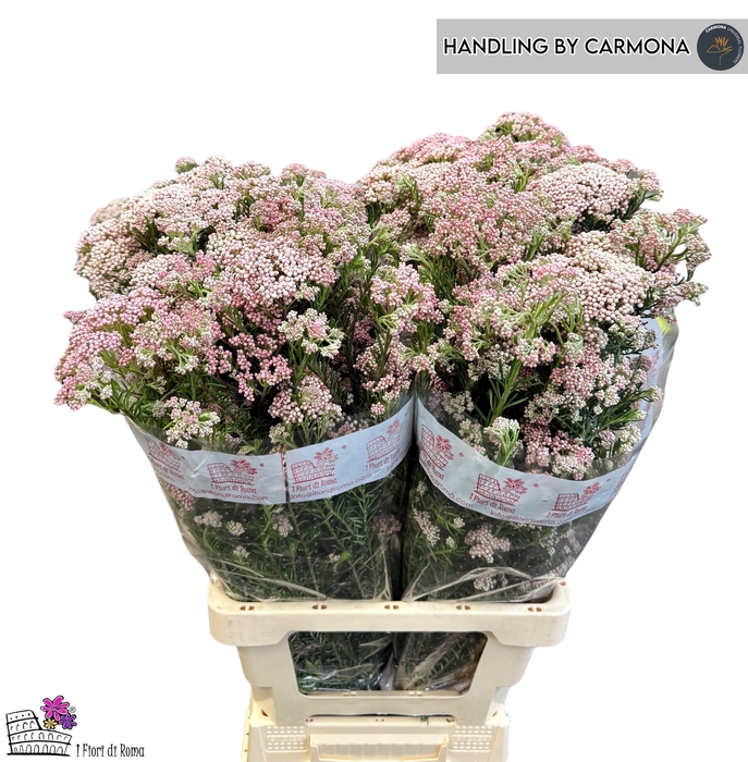 <h4>OZOTH REKI SNOW</h4>