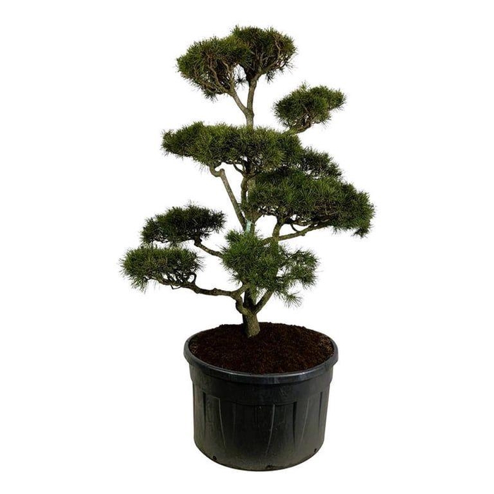 <h4>Pinus contorta</h4>