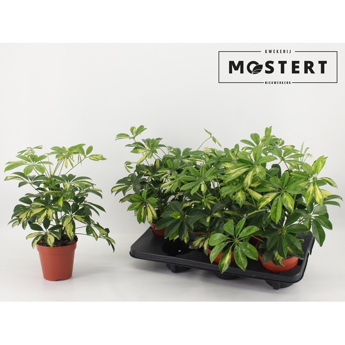 <h4>SCHEF AR GERDA</h4>