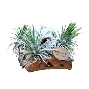 Tillandsia Christmas kurk