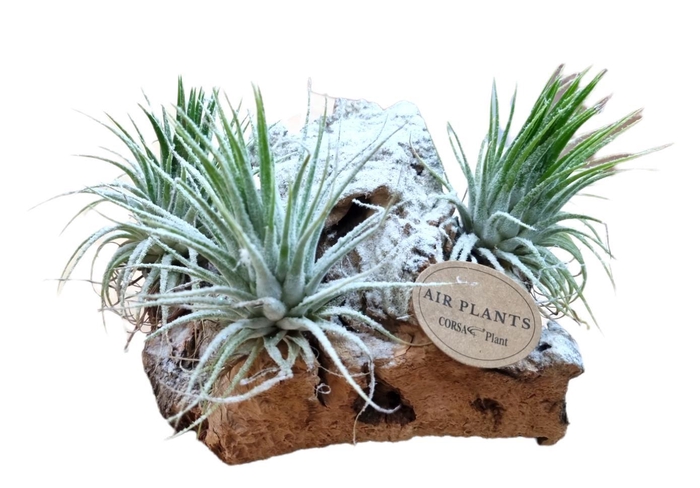 <h4>Tillandsia Christmas kurk</h4>