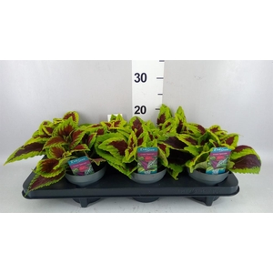 Plectranthus col. 'MSt Alligator A'
