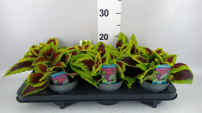 <h4>Plectranthus col. 'MSt Alligator A'</h4>