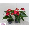 ANTHU AN BAMBINO RED
