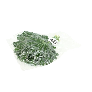 Aralia Medium V P X5