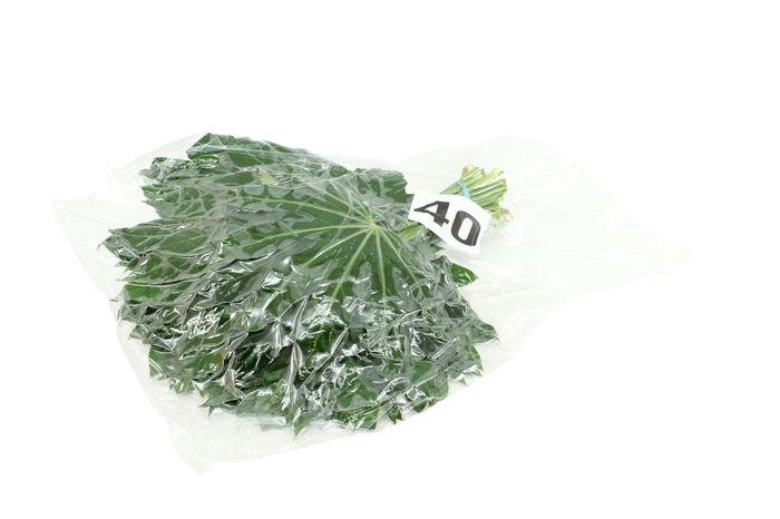 <h4>Aralia Medium V P X5</h4>