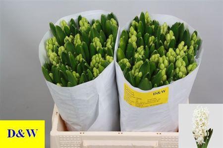 <h4>Hyac Aiolos (dw)</h4>