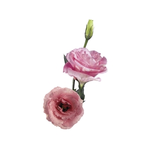 LISIANTHUS FLOR ROSA