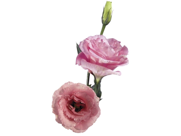 <h4>LISIANTHUS FLOR ROSA</h4>