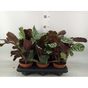 Ctenanthe burle-marxii