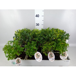 Bonsai   ...mix