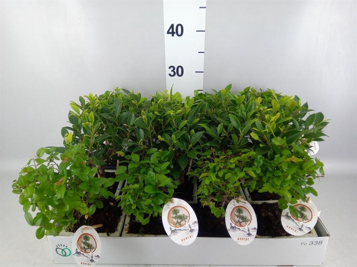 <h4>Bonsai   ...mix</h4>