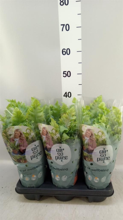 <h4>Phlebodium aureum 'Davana'</h4>