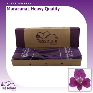 Alstroemeria Maracana | Heavy Quality