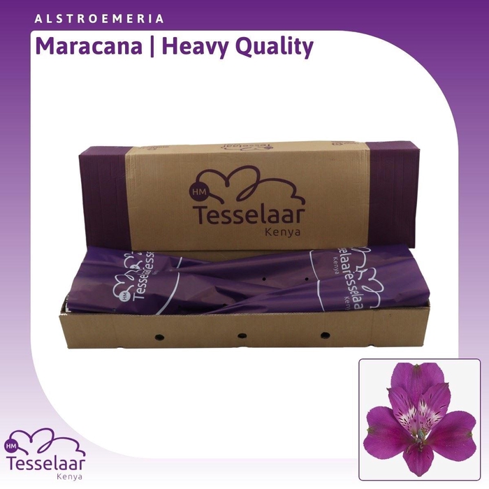<h4>Alstroemeria Maracana | Heavy Quality</h4>