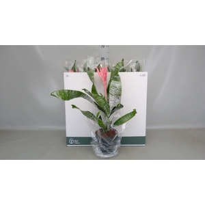 Aechmea fasciata 'Primera'