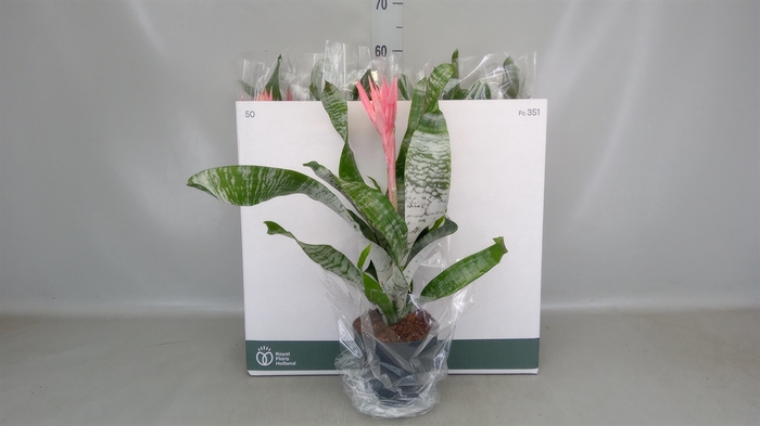 <h4>Aechmea fasciata 'Primera'</h4>