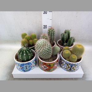 Cactus   ...