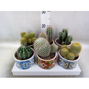 Cactus   ...