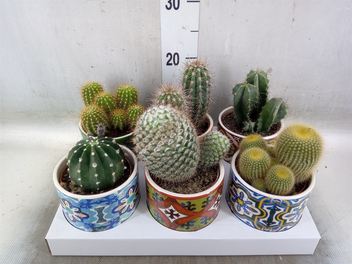 <h4>Cactus   ...</h4>