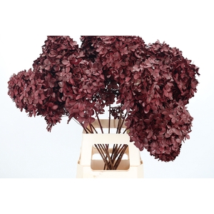 Hydrangea Candle Kl Bh Bordeaux Dried