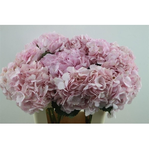 Hydr. M Pink Jumbo 60-20