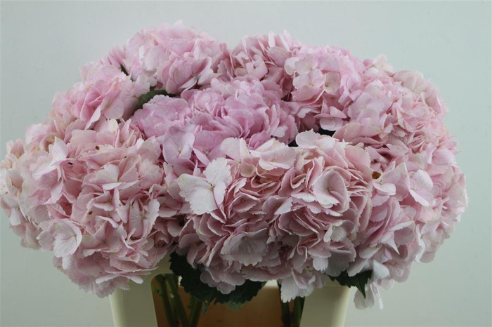 <h4>Hydr. M Pink Jumbo 60-20</h4>