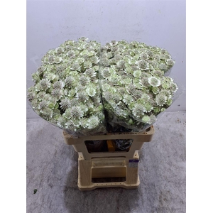 Astr Billion Star Xl