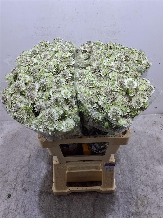 <h4>Astr Billion Star Xl</h4>