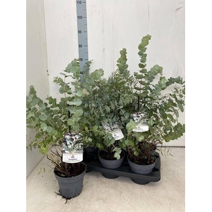 EUCALYPTUS