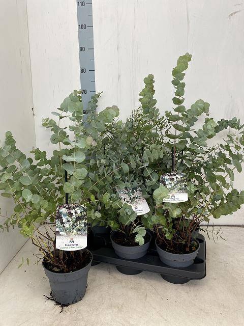<h4>EUCALYPTUS</h4>