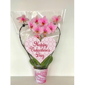 hart 12cm roze valentijn