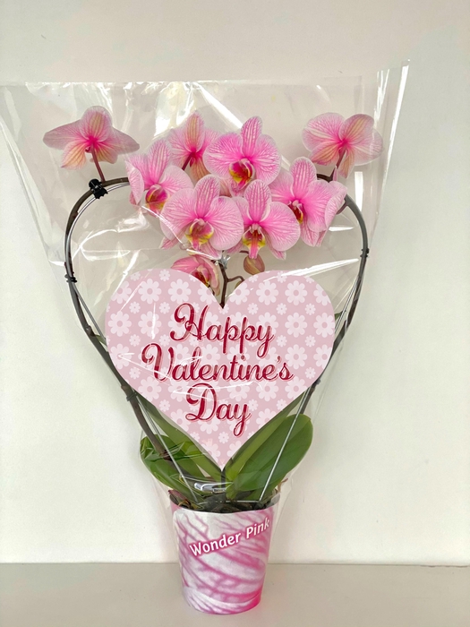 <h4>hart 12cm roze valentijn</h4>