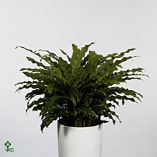 Calathea rufibarba 'Blue Grass'