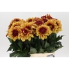 Dahlia Creme de Cognac