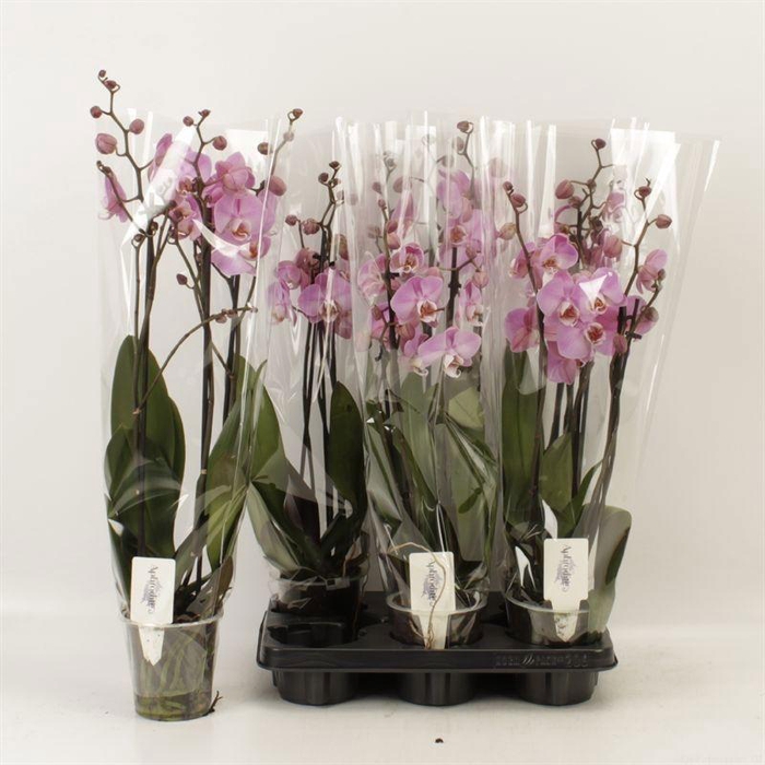 <h4>PHAL AN MILWAUKEE</h4>