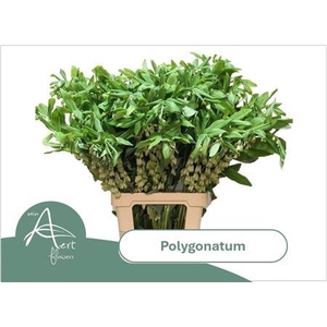 Polygonatum Multiflorum