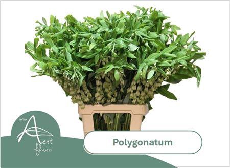 <h4>Polygonatum Multiflorum</h4>