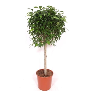 Ficus benjamina overig