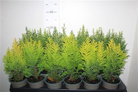 <h4>Cham Laws Overig</h4>