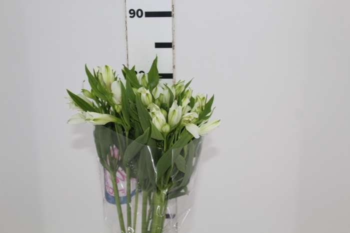 <h4>ALSTROEMERIA AVALANGE 080 CM</h4>